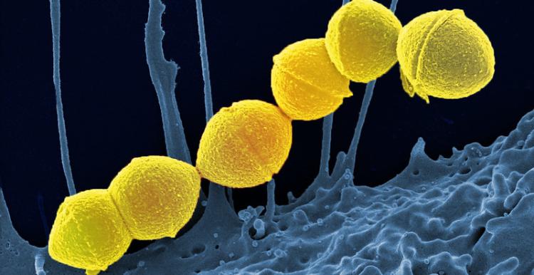 image of strep A bacteria